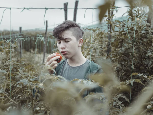 Adolescente Menino Comendo Tomate Fresco Colhido Plantação Verde — Fotografia de Stock