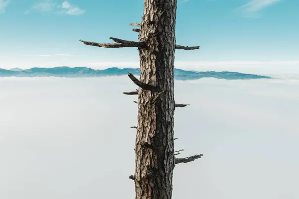 Sabah Sis Dağ Önünde Boyutlanmış Dalları Ile Ağacı — Stok fotoğraf