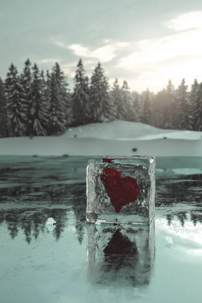 Darstellung Gefrorener Herzen Eiswürfeln Auf Eisplatte Vor Wald Und Sonnenlicht — Stockfoto