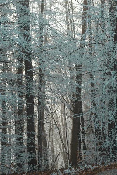 Téli Varázslat Erdei Fagy — Stock Fotó