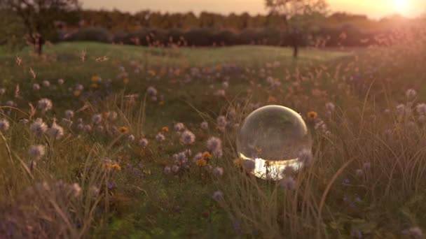 Blumenwiese Und Glaskugel Der Abendsonne — Stockvideo