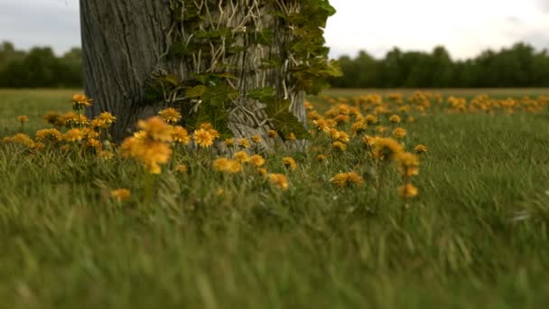 Tronc Arbre Avec Lierre Devant Prairie Pissenlit Jaune — Video