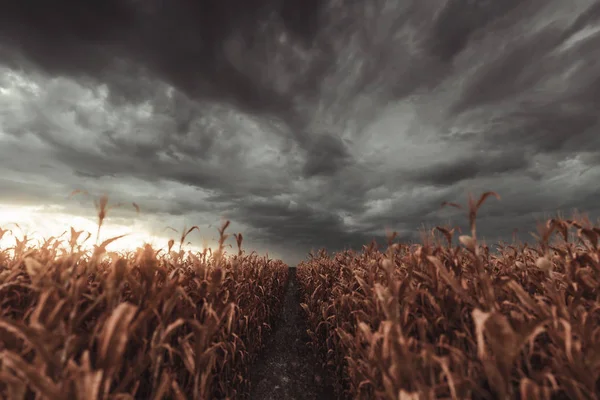 Weg inmitten eines verdorrten Maisfeldes vor dramatischen — Stockfoto