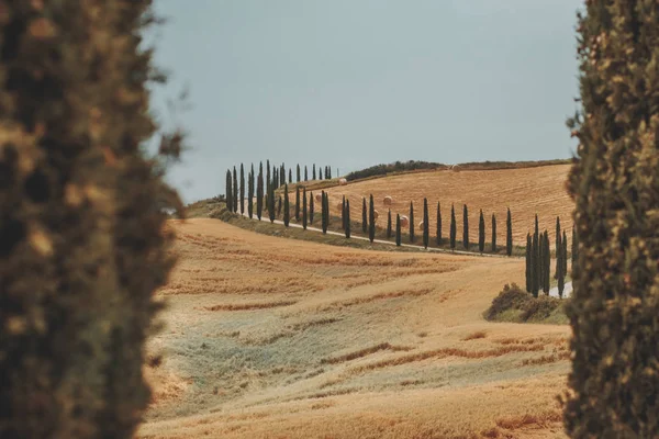 Тосканская сельская дорога с полями между кипарисами — стоковое фото
