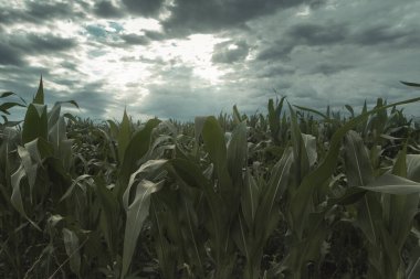 green maize field in front of dramatic clouds clipart