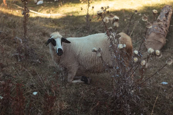 Вівці Стоять Коліні Їдять Траву Надворі — стокове фото