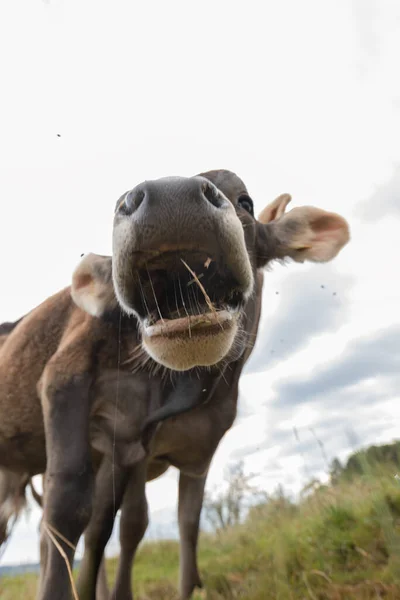 Vista Ángulo Bajo Desde Boca Una Vaca Abierta Comiendo Hojas — Foto de Stock