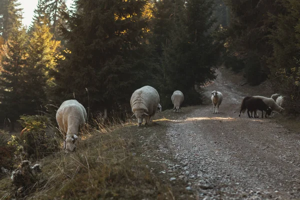 Випасаючі Вівці Біля Гравійної Дороги — стокове фото