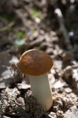 Portakal-Cap boletus mantar banliyölerinde yağmur sonra yetiştirilen