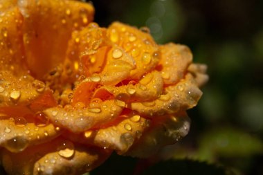 Yağmurdan sonra damlalı sarı gül