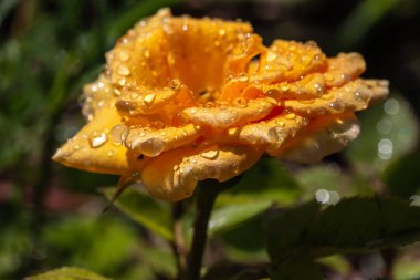 Yağmurdan sonra damlalı sarı gül