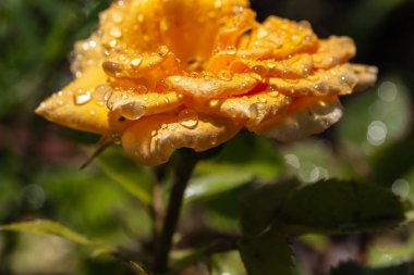 Yağmurdan sonra damlalı sarı gül