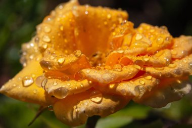 Yağmurdan sonra damlalı sarı gül