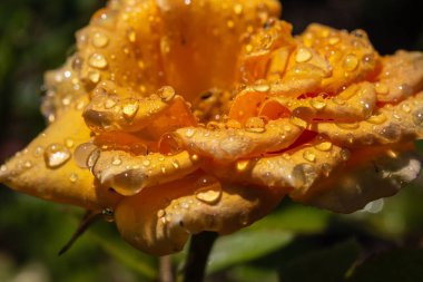 Yağmurdan sonra damlalı sarı gül