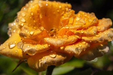 Yağmurdan sonra damlalı sarı gül