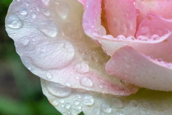 Rosa Gialla Con Gocce Dopo Pioggia — Foto Stock