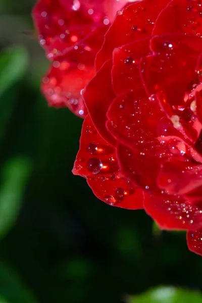 Jardín Rojo Rosa Con Gotas Después Lluvia Lugar Para Inscripción — Foto de Stock