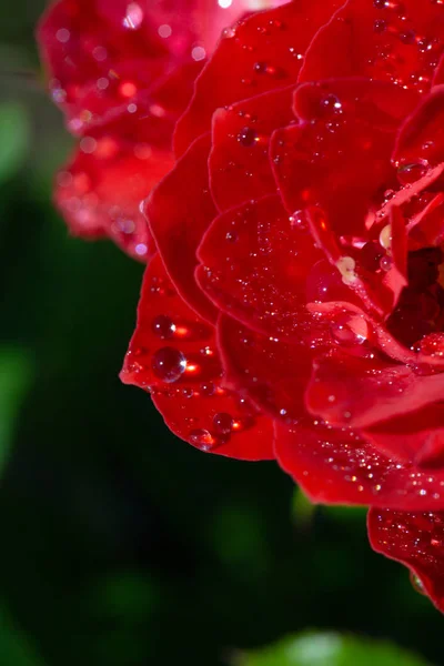 Red garden rose with drops after rain and place for inscription