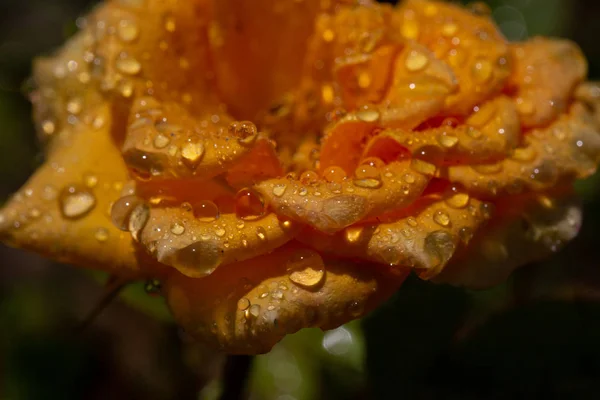 Rosa Amarilla Con Gotas Después Lluvia — Foto de Stock