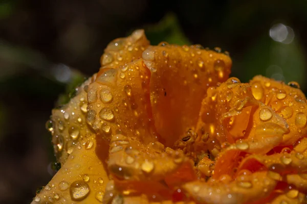 Rosa Amarilla Con Gotas Después Lluvia — Foto de Stock