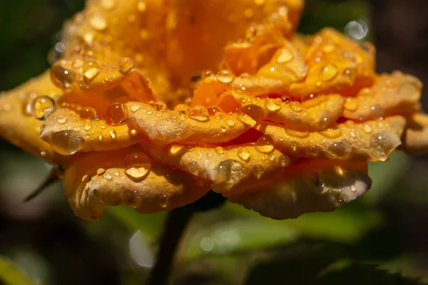 Rosa Amarilla Con Gotas Después Lluvia — Foto de Stock