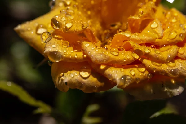 Rosa Amarilla Con Gotas Después Lluvia — Foto de Stock