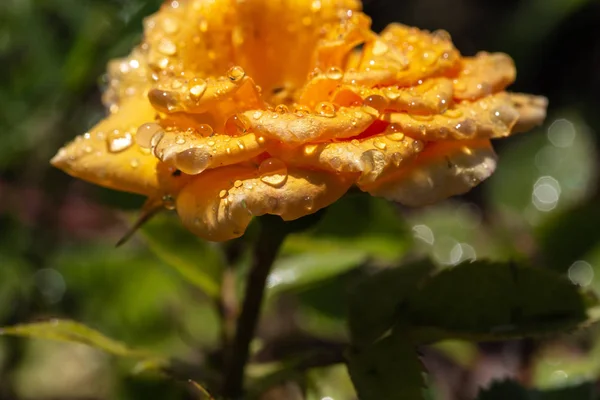 Rosa Amarilla Con Gotas Después Lluvia — Foto de Stock