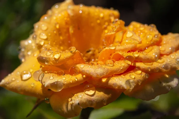Yağmurdan sonra damlalı sarı gül
