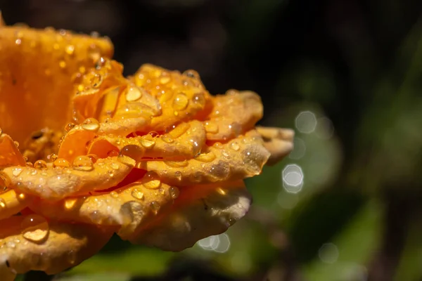 Rosa Amarilla Con Gotas Después Lluvia — Foto de Stock