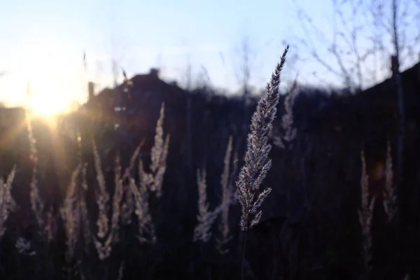 Grass on the outskirts of the suburbs in autumn sunset