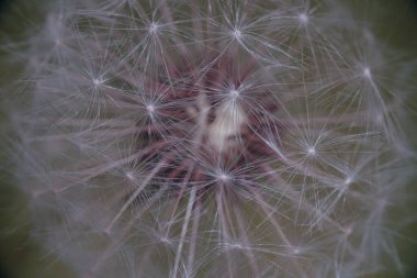Karahindiba makro dünyada