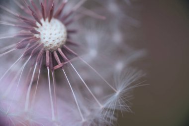 Karahindiba makro dünyada