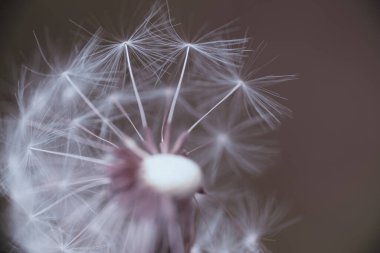 Karahindiba makro dünyada