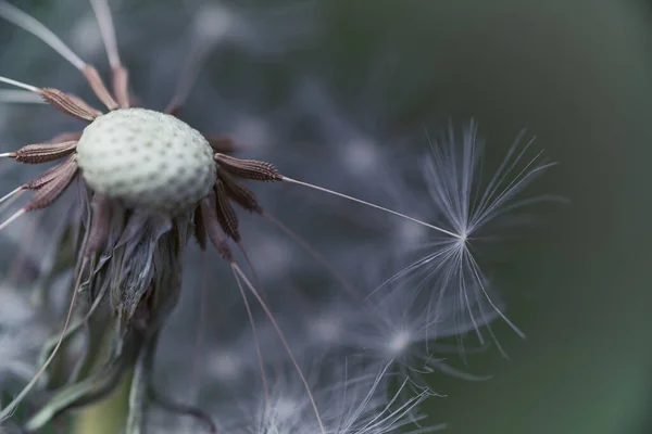 Pissenlit Dans Monde Macro — Photo