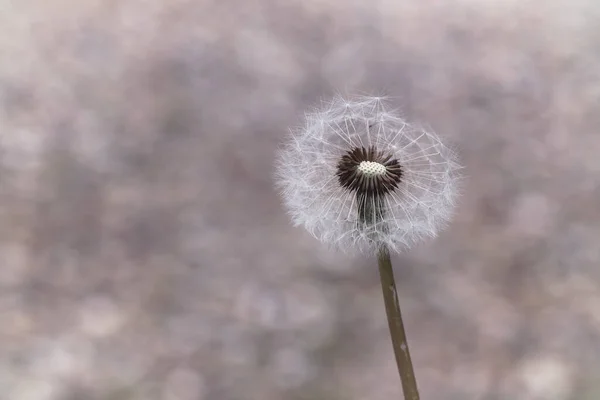 Pissenlit Dans Monde Macro — Photo