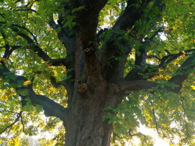 Yaşlı, olgun bir ağacın tacı - kestane rengi. 