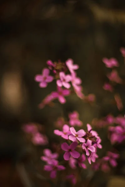 Beautiful Lilac Flowers Spring Blossom Purple Lilac Flower Bush Summer — Stock Photo, Image