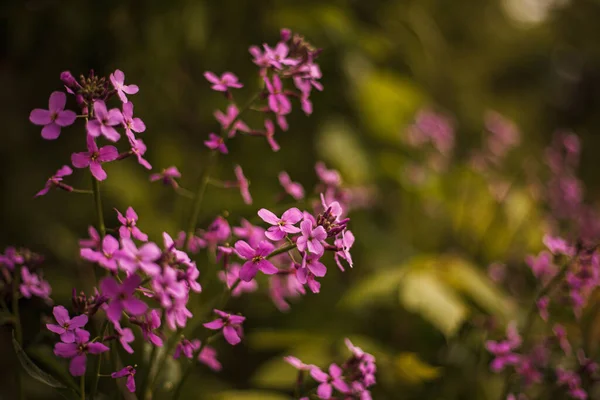 Belles Fleurs Lilas Floraison Printanière Fleur Lilas Pourpre Sur Buisson Photo De Stock