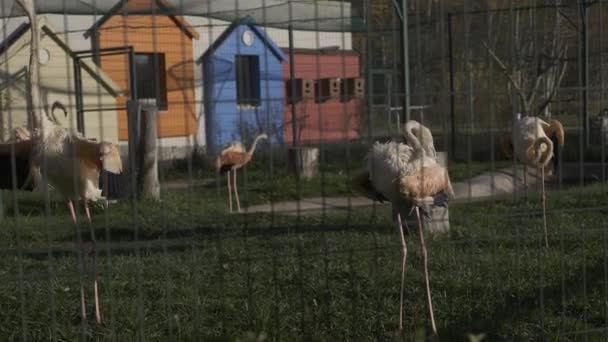Groep roze flamingo's in dierentuin — Stockvideo