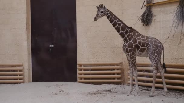 Jirafa joven en el zoológico. Cerrado solo en el interior — Vídeos de Stock