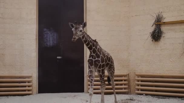 Giovane giraffa nello zoo. Chiuso in casa da solo — Video Stock