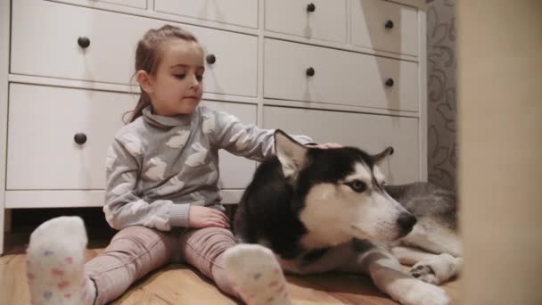 Маленькая девочка и её чёрно-белая сибирская хаски-собака с голубыми глазами. Девочка гладит собаку за голову. Выстрел в 4К — стоковое видео