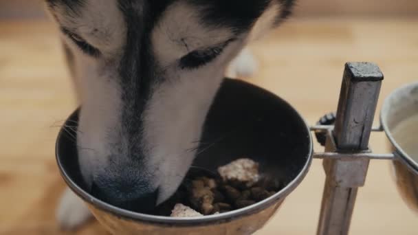 Gros Plan Du Noir Et Blanc Siberian Husky Avec Chien Yeux Bleus Manger De La Nourriture