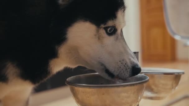 Primer plano de husky siberiano blanco y negro con ojos azules perro comiendo comida — Vídeo de stock