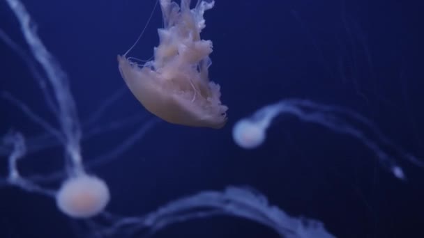 Medusas se movem na água em um fundo azul — Vídeo de Stock