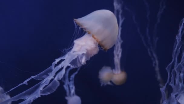Медузы движутся в воде на синем фоне — стоковое видео