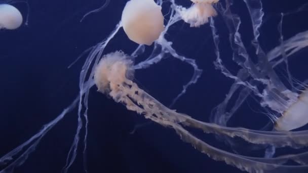 Las medusas se mueven en el agua sobre un fondo azul — Vídeo de stock