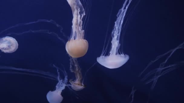 水母在水里移动在蓝色的背景上 — 图库视频影像