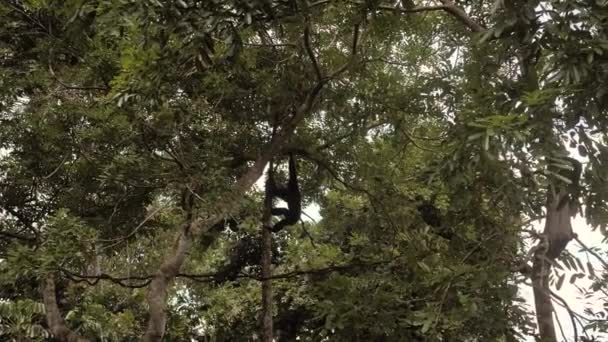 Mono en rama de árbol en bosque tropical — Vídeos de Stock