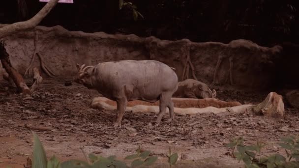 4 k で人気のある公立動物園で彼の生息地の筐体でバビルサ — ストック動画